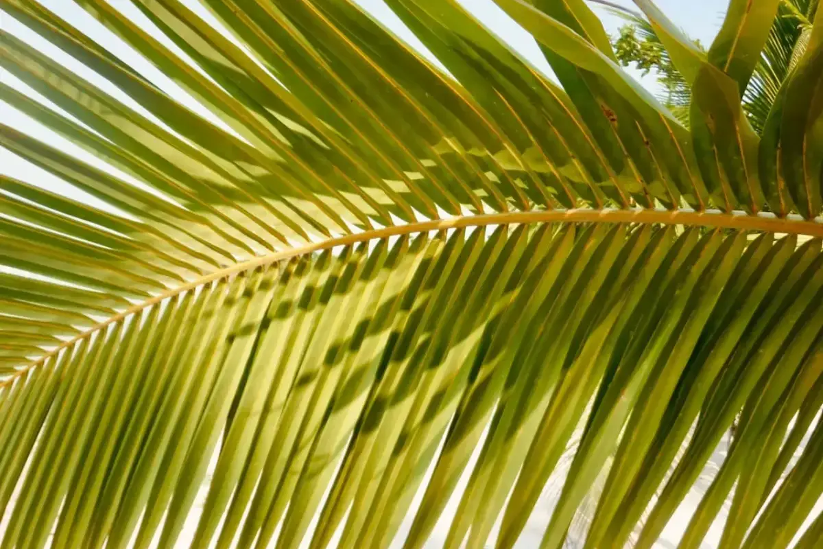 Best Time to Visit Belize: Diving, Wildlife & Travel Guide