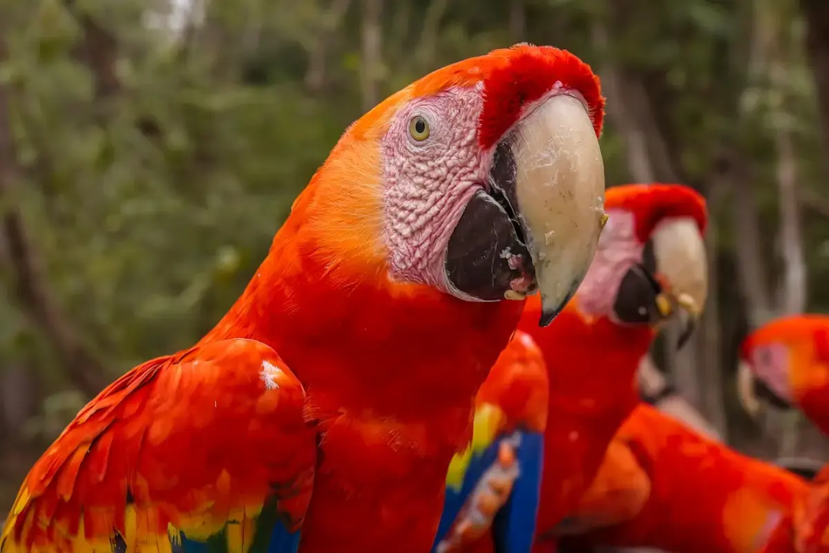 מדריך תקציב לטיול בהונדורס: עלויות לרואטן, קופן והיבשה